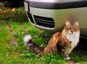 車の乗り物を楽しむためにあなたの猫や犬を教えるためのヒント 