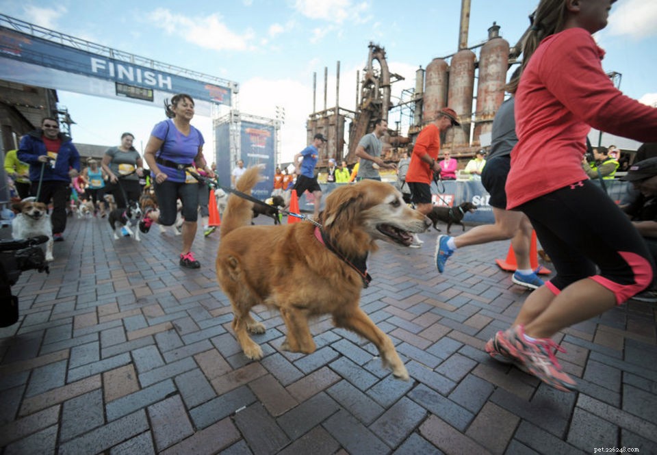 Incontraci a The Runners World Dog Run!