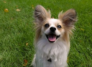 Iniciando um movimento de parques para cães em sua comunidade