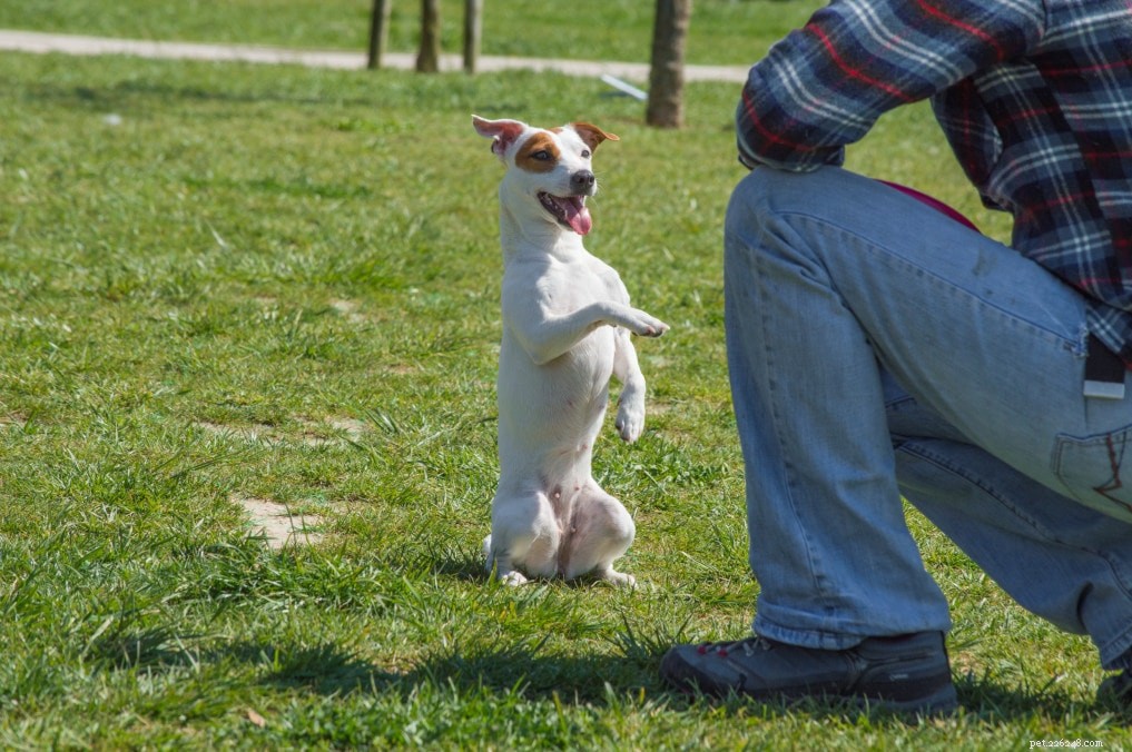 Iniciando um movimento de parques para cães em sua comunidade