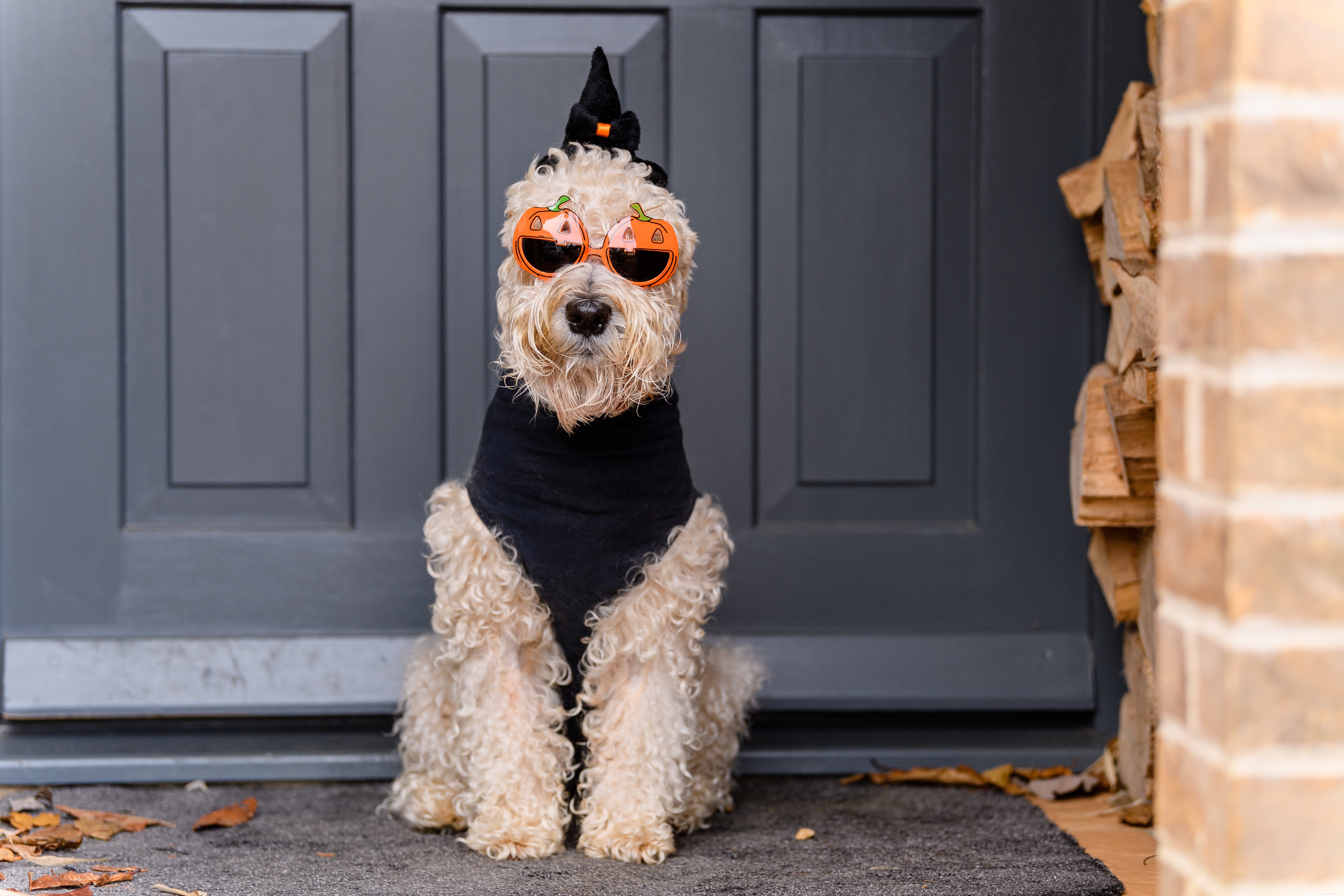 Huskdjurs-Halloween-kostymer som du båda älskar