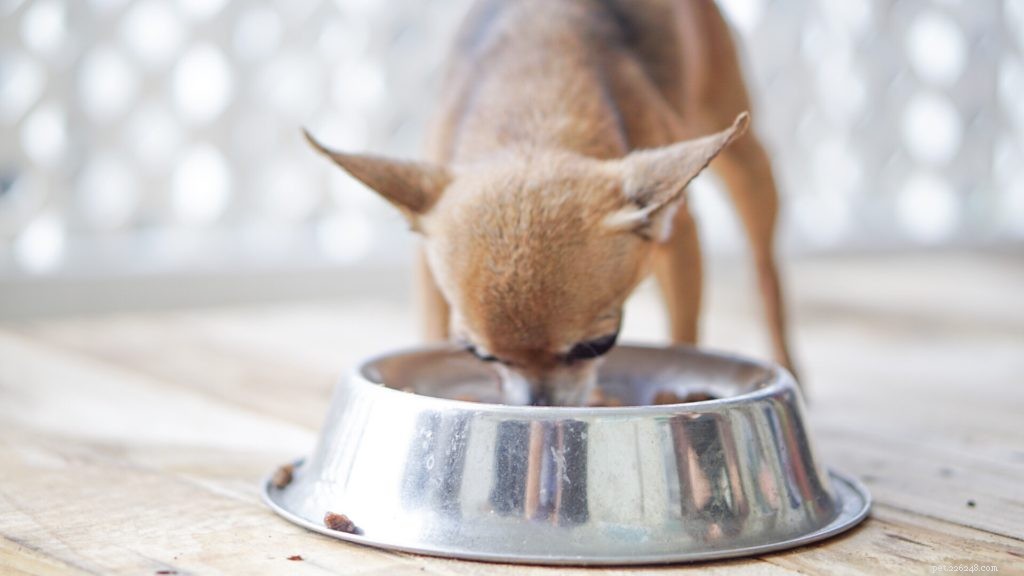 Что следует учитывать при выборе корма для собаки мелких пород
