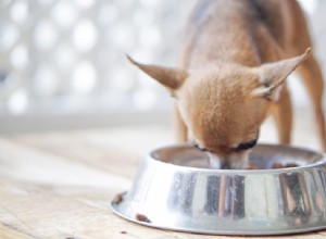 O que considerar ao escolher comida para seu cão de raça pequena