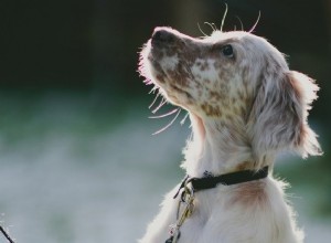 6 našich oblíbených tipů na výcvik psů