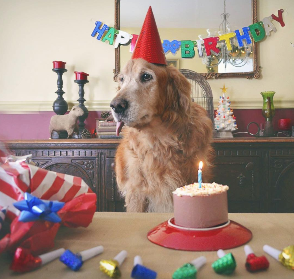 Párty štěňat! Jak uspořádat narozeninovou oslavu pro svého psa