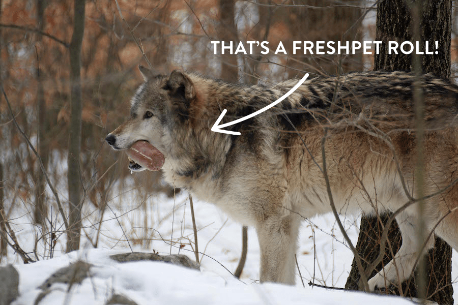 Zie waarom deze wolven vers hondenvoer eten