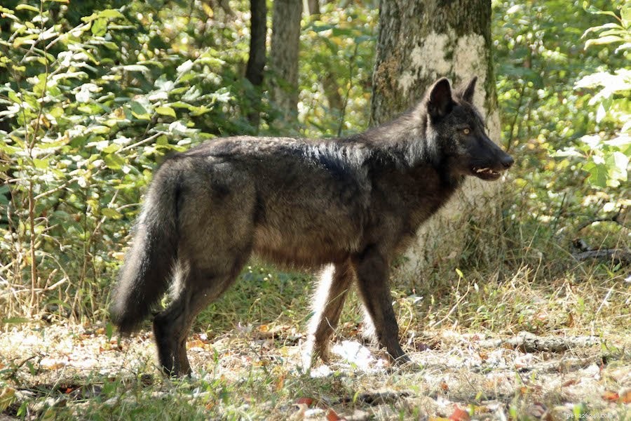 Veja por que esses lobos comem ração fresca para cães
