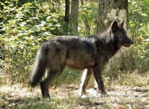 Veja por que esses lobos comem ração fresca para cães