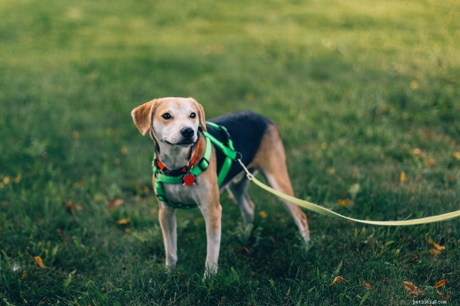 Proč psi jedí trávu (a co s tím můžete dělat)