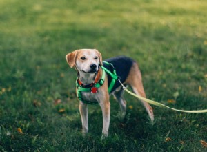 Por que os cães comem grama (e o que você pode fazer a respeito)