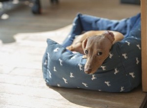 Como organizar e despertar alegria em seu espaço de animais de estimação, inspirado em Marie Kondo