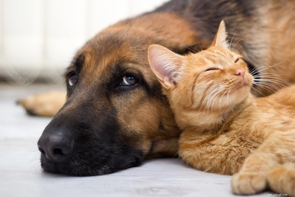 Uitzoeken van uw huisdieren Buikproblemen en wat kan helpen