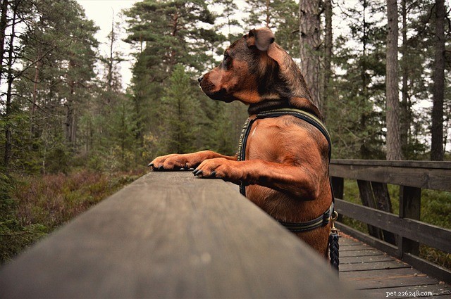 アメリカで最高の犬に優しい国立公園 