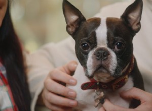 ペットの親が船外に出て、クリスマスに犬を感動させる 