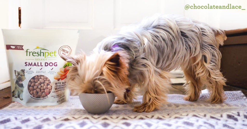5 nových čerstvých receptů, které bude chtít vaše štěně vyzkoušet