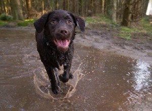 As 5 melhores trilhas para caminhadas para cães nos EUA