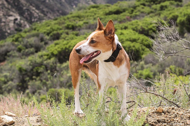 米国の犬のためのトップ5ハイキングトレイル 