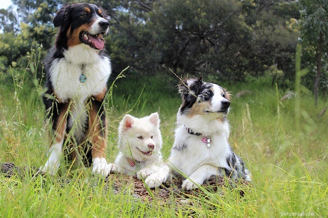 Bästa 5 vandringsleder för hundar i USA