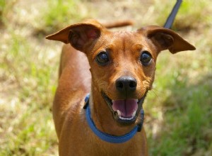 Cinco celebridades amantes de animais fazendo grandes coisas agora