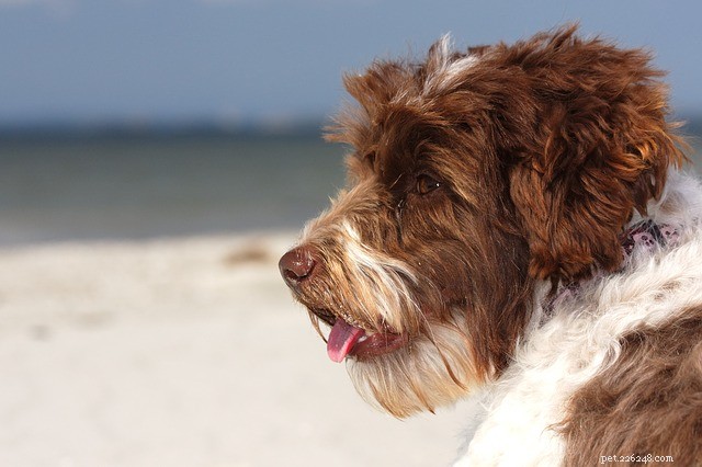 春休みに訪れることができる犬に優しいビーチ 