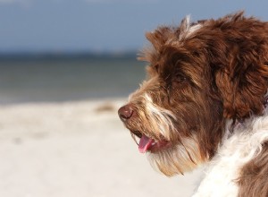 Principais praias para cães que você pode visitar durante as férias de primavera