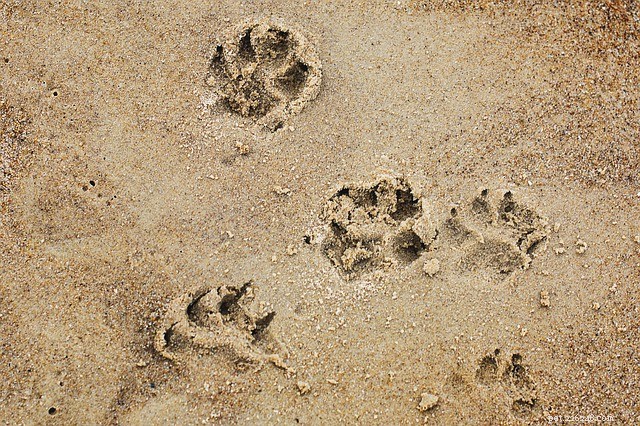 Principais praias para cães que você pode visitar durante as férias de primavera