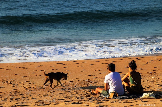 Nejlepší pláže vhodné pro psy, které můžete navštívit během jarních prázdnin