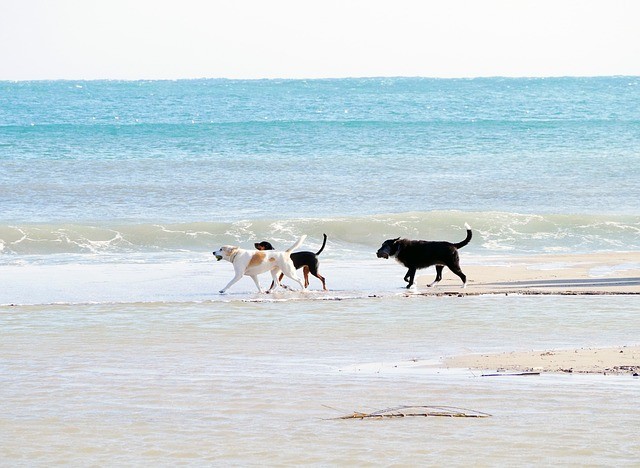 春休みに訪れることができる犬に優しいビーチ 