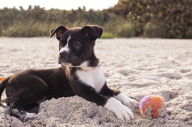 Principais praias para cães que você pode visitar durante as férias de primavera