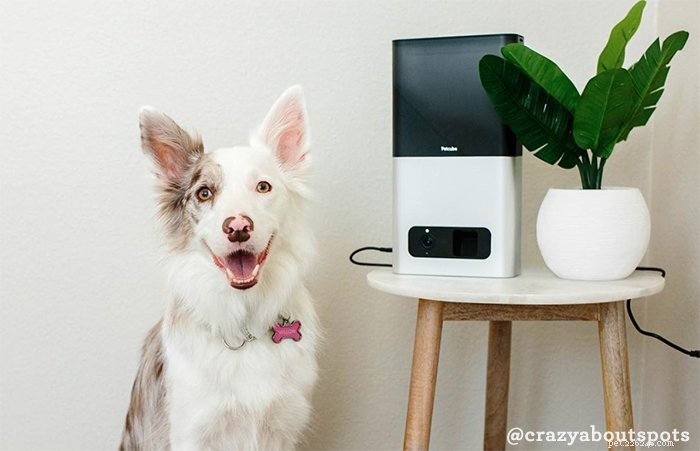 6 best beoordeelde camera s voor huisdieren om een ​​oogje op uw hond of kat te houden