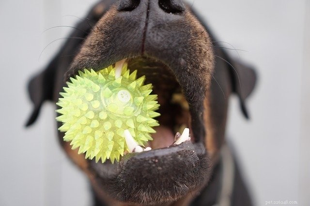 Notre vétérinaire résident répond à vos principales questions sur les dents de votre animal