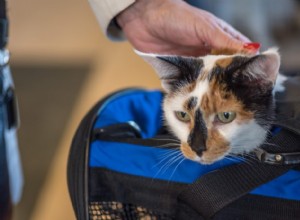 Seis dicas para viajar com seu animal de estimação