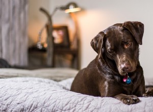 6 jogos e atividades para o seu cachorro quando está muito frio para sair