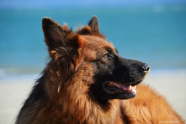Bästa husdjursvänliga städer att ta en roadtrip till i sommar med din hund
