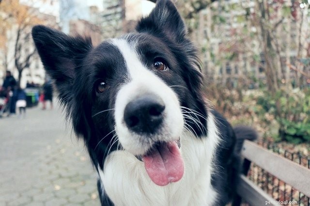 Beste huisdiervriendelijke steden om deze zomer een roadtrip te maken met je hond