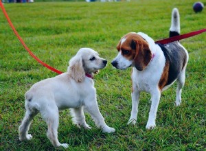 Melhores cidades que aceitam animais de estimação para fazer uma viagem de carro para este verão com seu cachorro