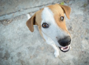 あなたのペットにとって外が暑すぎるかどうかを見分ける方法 