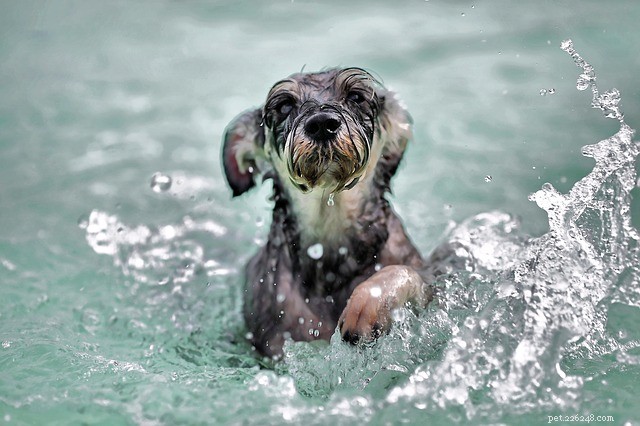 Co a co dělat při plavání pro vašeho psa