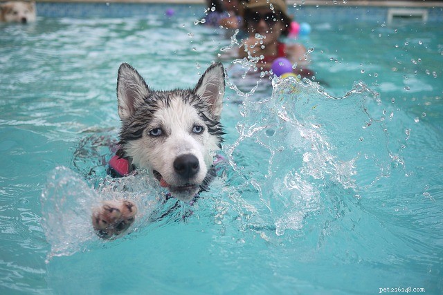 O que fazer e o que não fazer na natação para o seu cão
