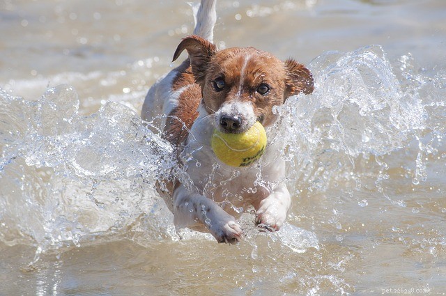 O que fazer e o que não fazer na natação para o seu cão