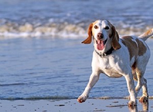 Principais atividades de verão que seu cão irá desfrutar