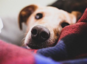 O melhor equipamento de clima frio para seu animal de estimação