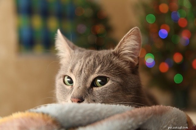 Presentes de Natal que você e seu animal de estimação podem desfrutar