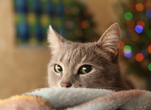 Presentes de Natal que você e seu animal de estimação podem desfrutar