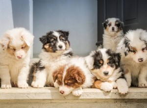 Como mostrar ao seu animal de estimação que você o ama:Edição de Ação de Graças