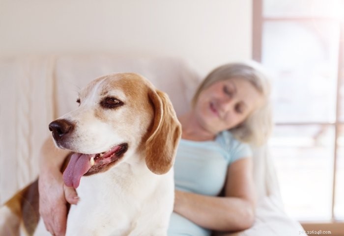 6 raisons pour lesquelles les mamans chiens méritent une salve d applaudissements