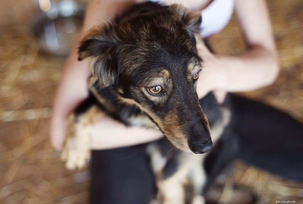Nationale dag voor huisdierenouders:waarom het zo de moeite waard is om een ​​huisdierouder te zijn