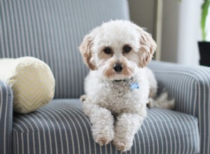 Os melhores brinquedos para manter seu animal de estimação ocupado dentro de casa