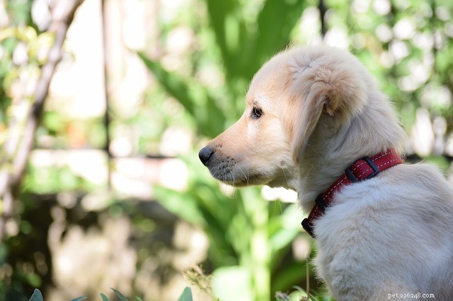 Nationale puppydag:de beste dingen om een ​​nieuwe pup te leren