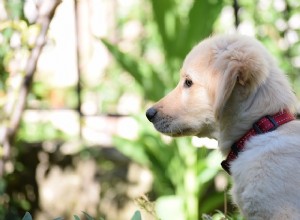 National Puppy Day：新しい子犬を教えるのに最適なもの